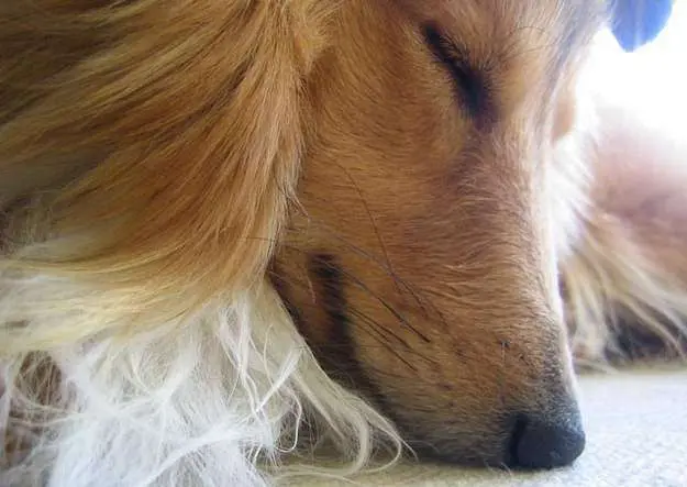 Dog Close-Up Photopgraph