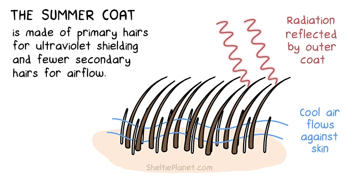 The science of the dog's double coat: in summer, the under coat is shed, allowing cool air to circulate close to the skin, while the outer coat shields the skin from the sun's radiation