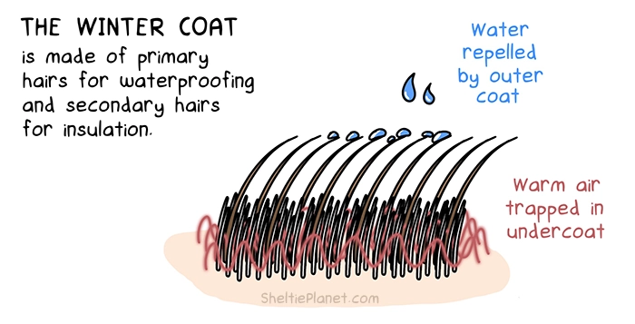 The science of the dog's double coat: in winter, warm air is trapped in the insulating undercoat, while rain and snow is repelled by the guard hairs of the outer coat