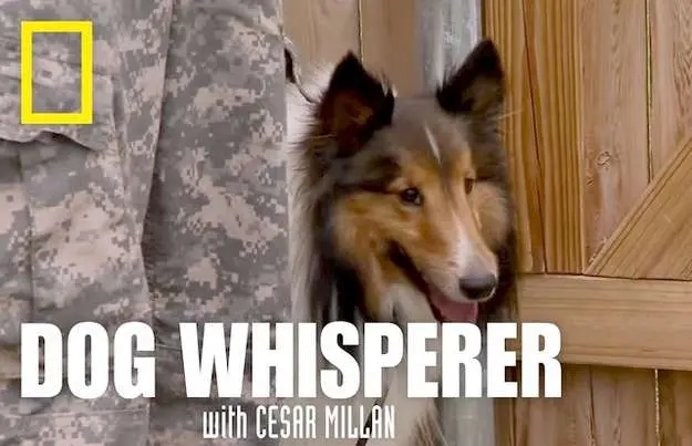 The Dog Whisperer features Rana the barking Sheltie in Season One