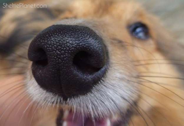 Can Dogs Really Smell Cancer In Humans 