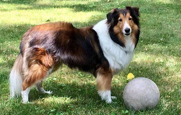 Eddie The Sheltie Eddie The Sheltie
