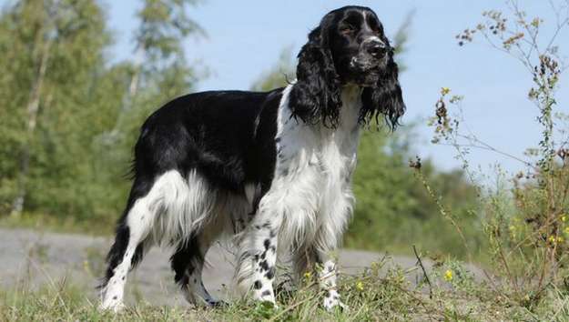 English Springer Spaniel English Springer Spaniel
