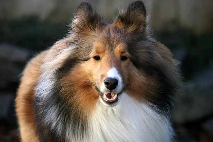 Ethical Breeders of Shetland Sheepdogs limit themselves to one or maybe two dog breeds