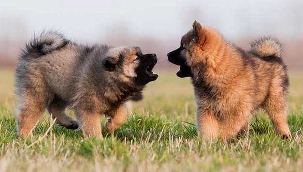 Eurasier Eurasier