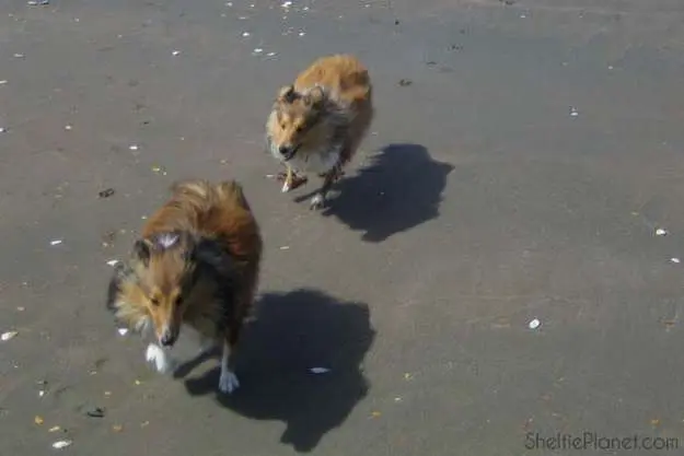 Exercise your Sheltie for at least 30-60 minutes per day