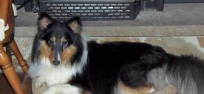 Finn Relaxes in His Favorite Spot by The Fireplace Finn Relaxes in His Favorite Spot by The Fireplace