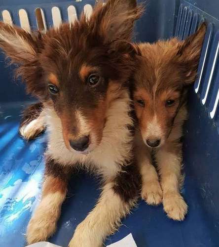 Finn Was Rescued from The Dog Meat Trade Finn Was Rescued from The Dog Meat Trade