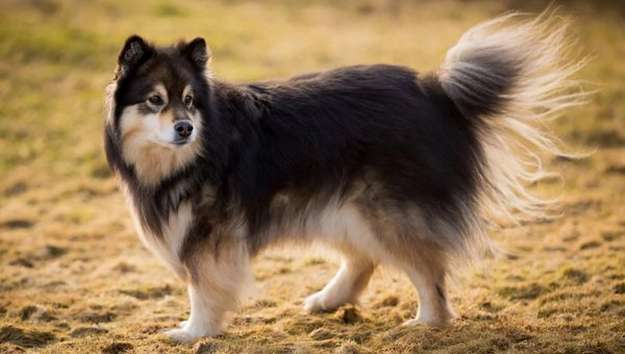 Finnish Lapphund Finnish Lapphund