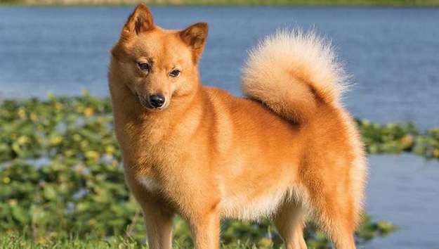 Finnish Spitz Finnish Spitz