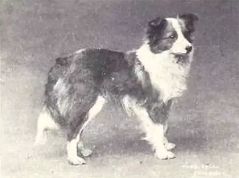 The first photo of a Sheltie (then Shetland Collie) was taken in 1915