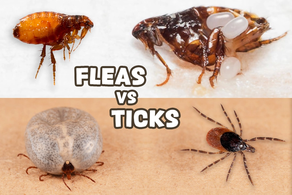 Fleas vs Ticks