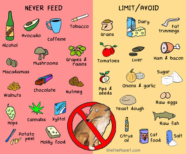 Toxic Foods For Dogs Printable