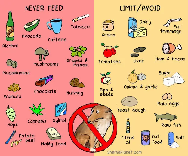 which foods are poisonous to dogs