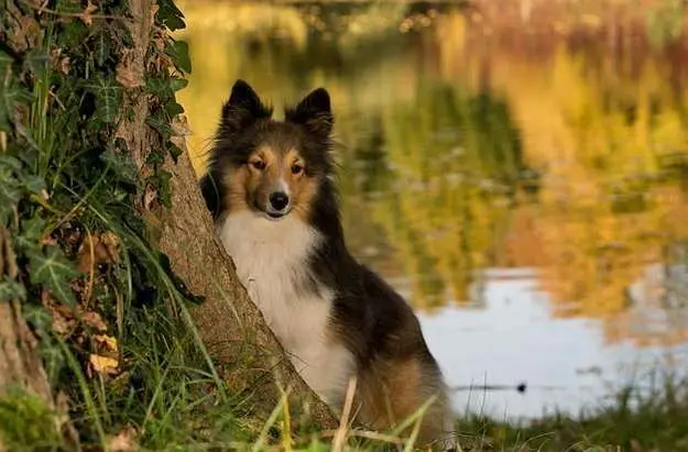 As purebred dogs, Shelties are more prone to certain hereditary diseases than mixed breeds