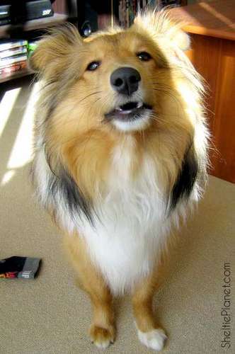 Good Dog Good Dog