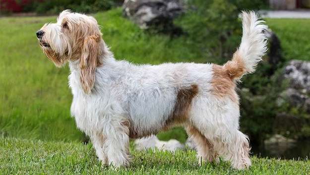 Grand Basset Griffon Vendeen Grand Basset Griffon Vendeen