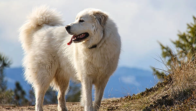 Great Pyrenees are double coated dogs