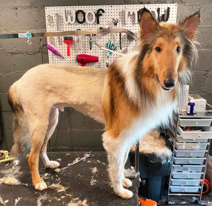 A dog groomer may shave a Sheltie for matted fur but turn it into a design challenge