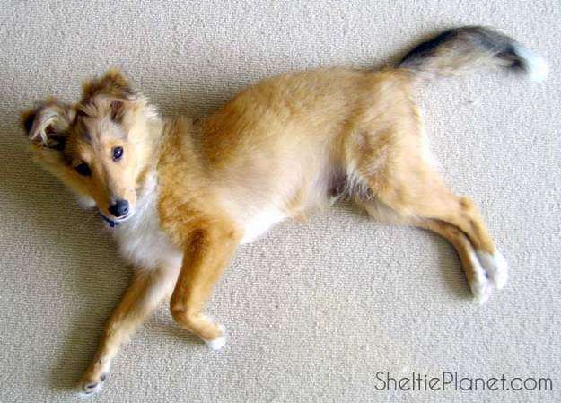 short haired shetland sheepdog