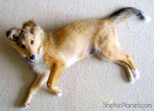 shaved sheltie