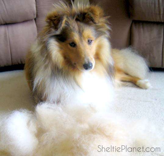 deshedding a rough collie