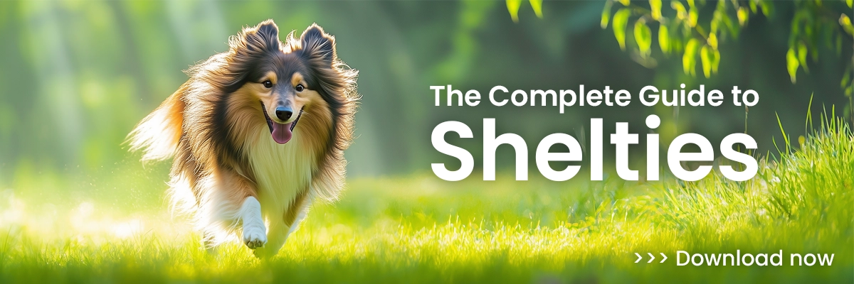 The Complete Guide to Shelties