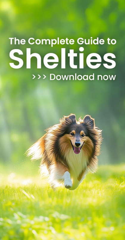 The Complete Guide to Shelties