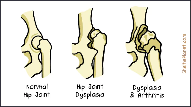 Hip Dysplasia in Shelties