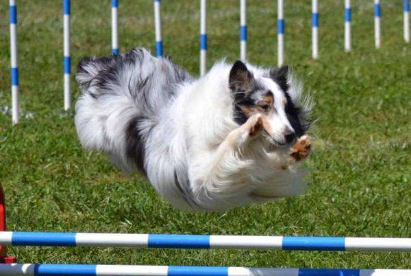 Hogan a Blue Merle Hogan a Blue Merle