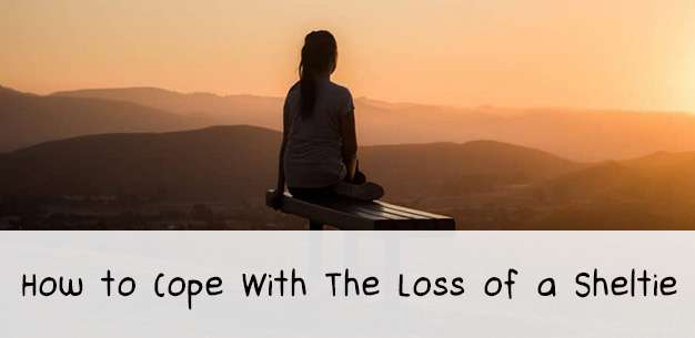 How to Cope with The Loss of a Sheltie How to Cope with The Loss of a Sheltie