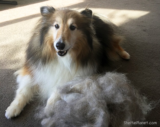 How To Groom A Shetland Sheepdog Sheltie Planet