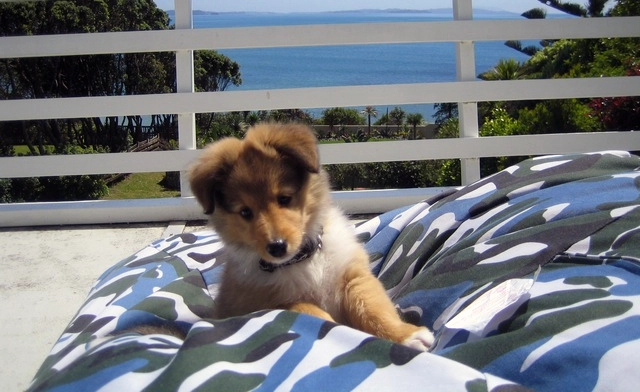 How to House Train a Sheltie Puppy