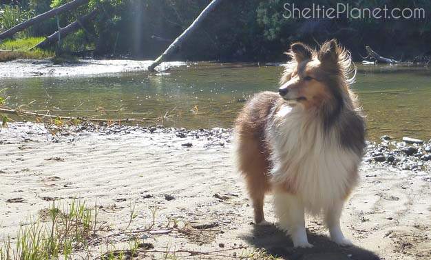 How to Socialize an Adult Dog How to Socialize an Adult Dog