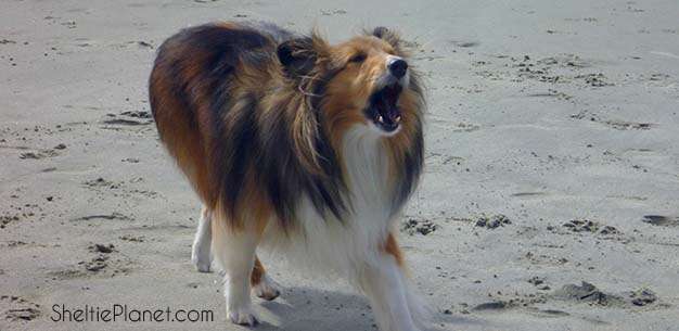 how do you stop a sheltie from barking