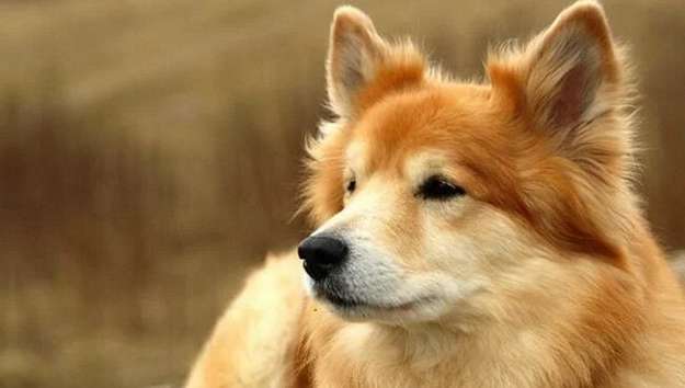 Icelandic Sheepdog Icelandic Sheepdog