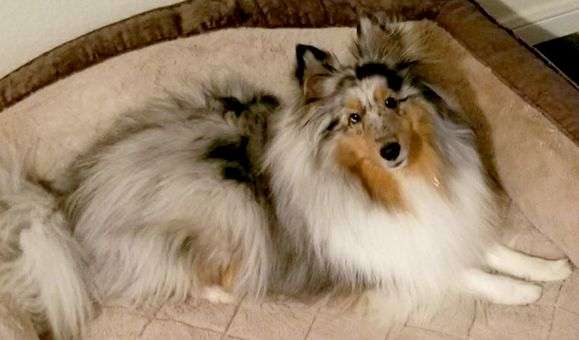A Sheltie Named IndyCar A Sheltie Named IndyCar