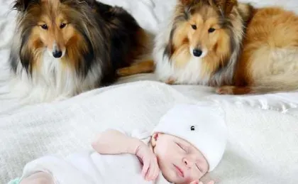 Introducing a Newborn Baby to a Sheltie