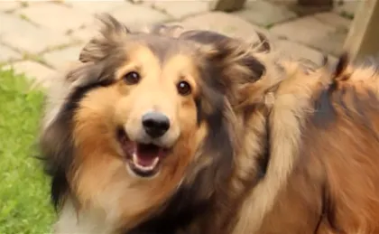 Is Your Sheltie Fat?