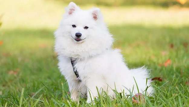 Japanese Spitz Japanese Spitz