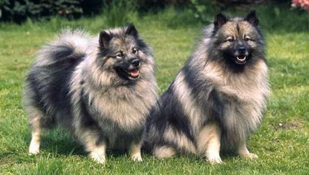 Keeshond Keeshond