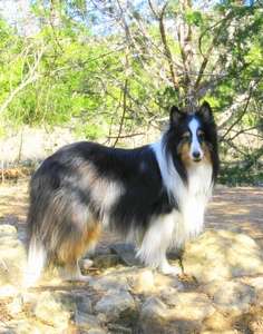 sheltie tricolor