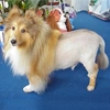 Lion Cut