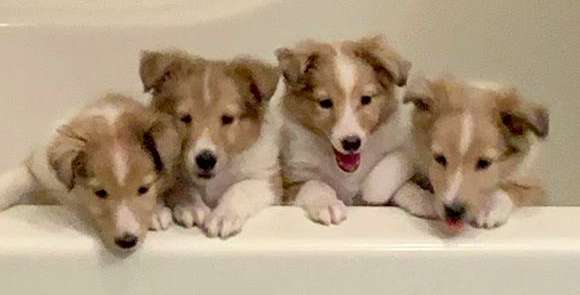 Our Litter of Sheltie Puppies Our Litter of Sheltie Puppies