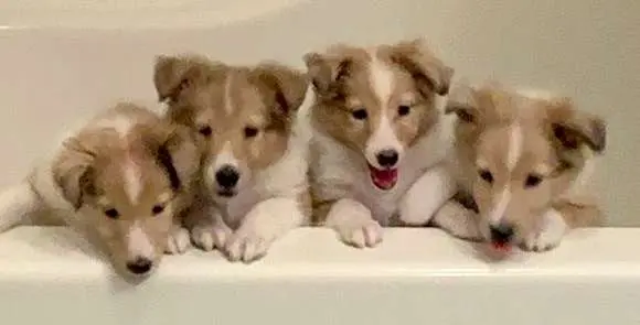 Our Litter of Sheltie Puppies