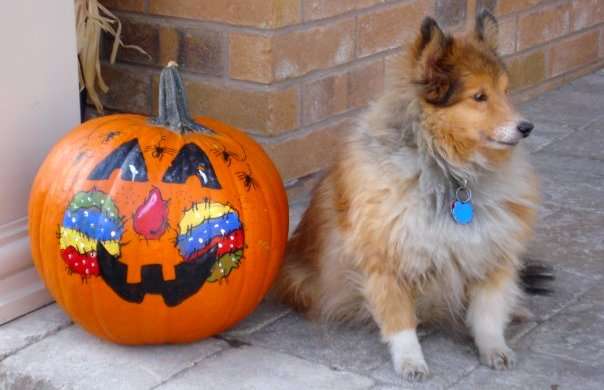 Meet Lucky The Sheltie Meet Lucky The Sheltie