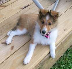 Lucy The Sheltie Lucy The Sheltie