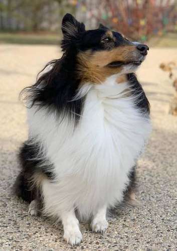 Maggie The Sheltie Maggie The Sheltie