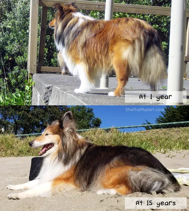 A Mahogany Sheltie at different life stages, showing the striking coat development from tan to black