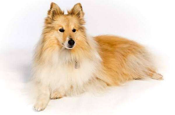 Milly The Sheltie Milly The Sheltie